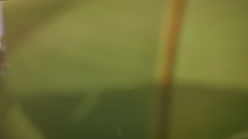 vimeo-1031997504